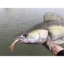 Купить Мягкая приманка Quantum fishing Pelagic Shad Set 3456103 250мм 70г цвет Tricky Day 7ft.ru в интернет магазине Семь Футов