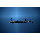 Купить Мягкая приманка Quantum fishing Pelagic Shad Set Pin 3460001 210мм 60г цвет Magic Pelagic 7ft.ru в интернет магазине Семь Футов
