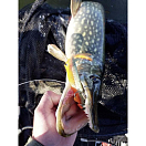 Купить Мягкая приманка Quantum fishing Pelagic Shad Set Hairy 3461007 210мм 60г цвет Arkansas Shiner 7ft.ru в интернет магазине Семь Футов
