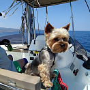 Купить Спасательный жилет для собак Marinepool Dog Premium желто-белый S 0 - 8 кг 7ft.ru в интернет магазине Семь Футов