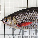 Купить Силиконовая мягкая приманка Westin Ricky The Roach Shadtail P013-551-136 180мм 85гр цвет Real Roach 7ft.ru в интернет магазине Семь Футов