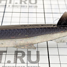 Купить Мягкая приманка Quantum fishing Pelagic Shad Set Pin 3460003 210мм 60г цвет Tricky Day 7ft.ru в интернет магазине Семь Футов