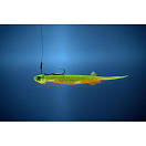 Купить Мягкая приманка Quantum fishing Pelagic Shad Set Pin 3460004 210мм 60г цвет Toxic River 7ft.ru в интернет магазине Семь Футов
