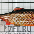 Купить Силиконовая мягкая приманка Westin Ricky The Roach Shadtail P013-552-136 180мм 85гр цвет Real Rudd 7ft.ru в интернет магазине Семь Футов