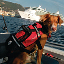 Купить Спасательный жилет для собак CrewSaver Petfloat 2370-M 35 - 45 см 7ft.ru в интернет магазине Семь Футов