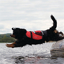 Купить Спасательный жилет для собак CrewSaver Petfloat 2370-L 45 - 55 см 7ft.ru в интернет магазине Семь Футов