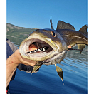 Купить Пилькер SPRO Pilk´X 004500-00604-00000-00 60г цвет Red Fish 7ft.ru в интернет магазине Семь Футов