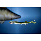 Купить Мягкая приманка Quantum fishing Pelagic Shad Set Hairy 3461007 210мм 60г цвет Arkansas Shiner 7ft.ru в интернет магазине Семь Футов
