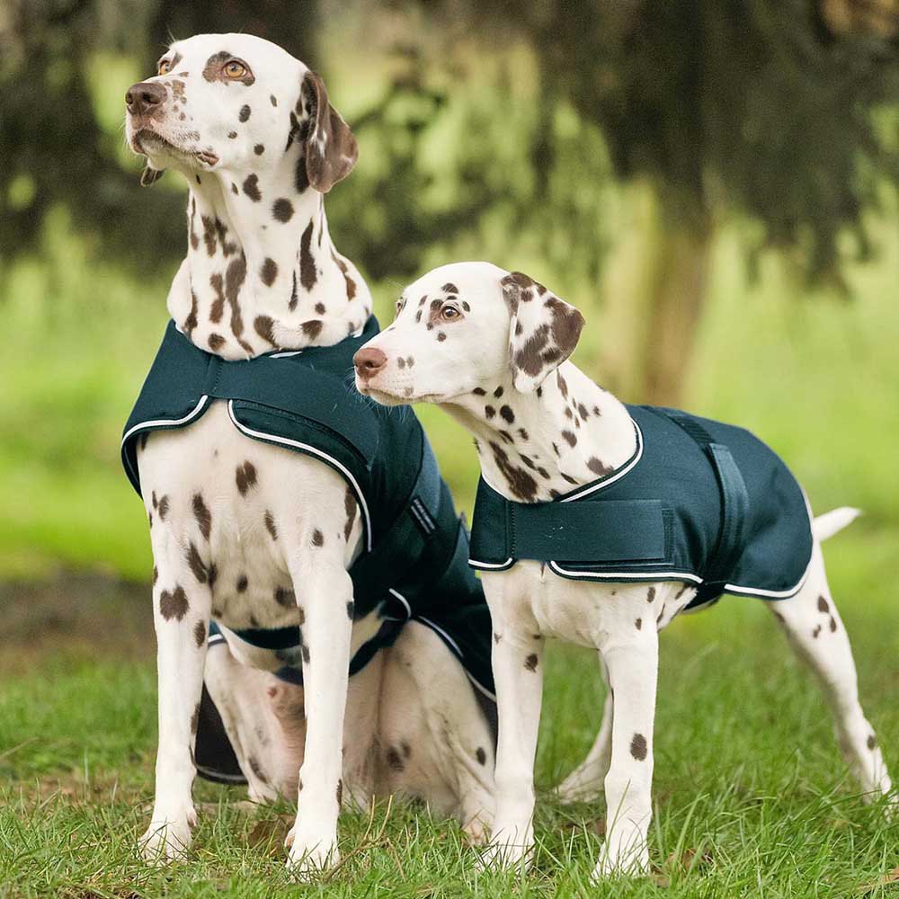 Купить Waldhausen 80020064-40 Rain Куртка для собак Зеленый Fir Green 40 cm Hunt 7ft.ru в интернет магазине Семь Футов