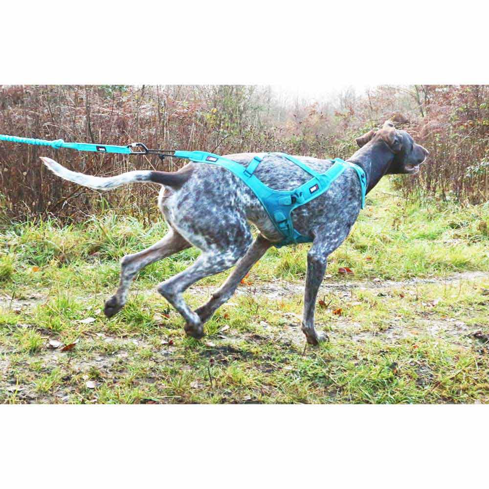 Купить I-dog I21BSMALL Canicross Opale Small Dog Поводок Голубой Blue 190 cm 7ft.ru в интернет магазине Семь Футов