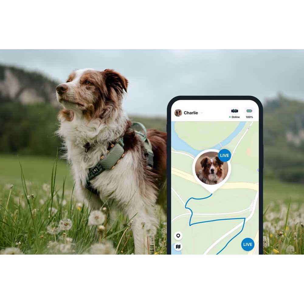 Купить Tractive TRDOG4XLGR Dog XL GPS-локатор Золотистый Green 7ft.ru в интернет магазине Семь Футов