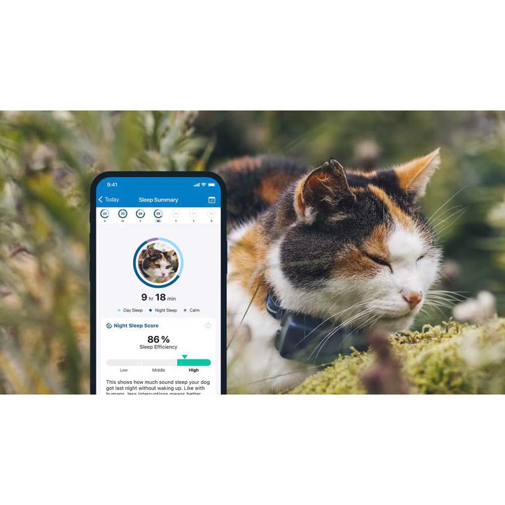 Купить Tractive TRCAT5DB Mini GPS-локатор Бесцветный  Blue 7ft.ru в интернет магазине Семь Футов