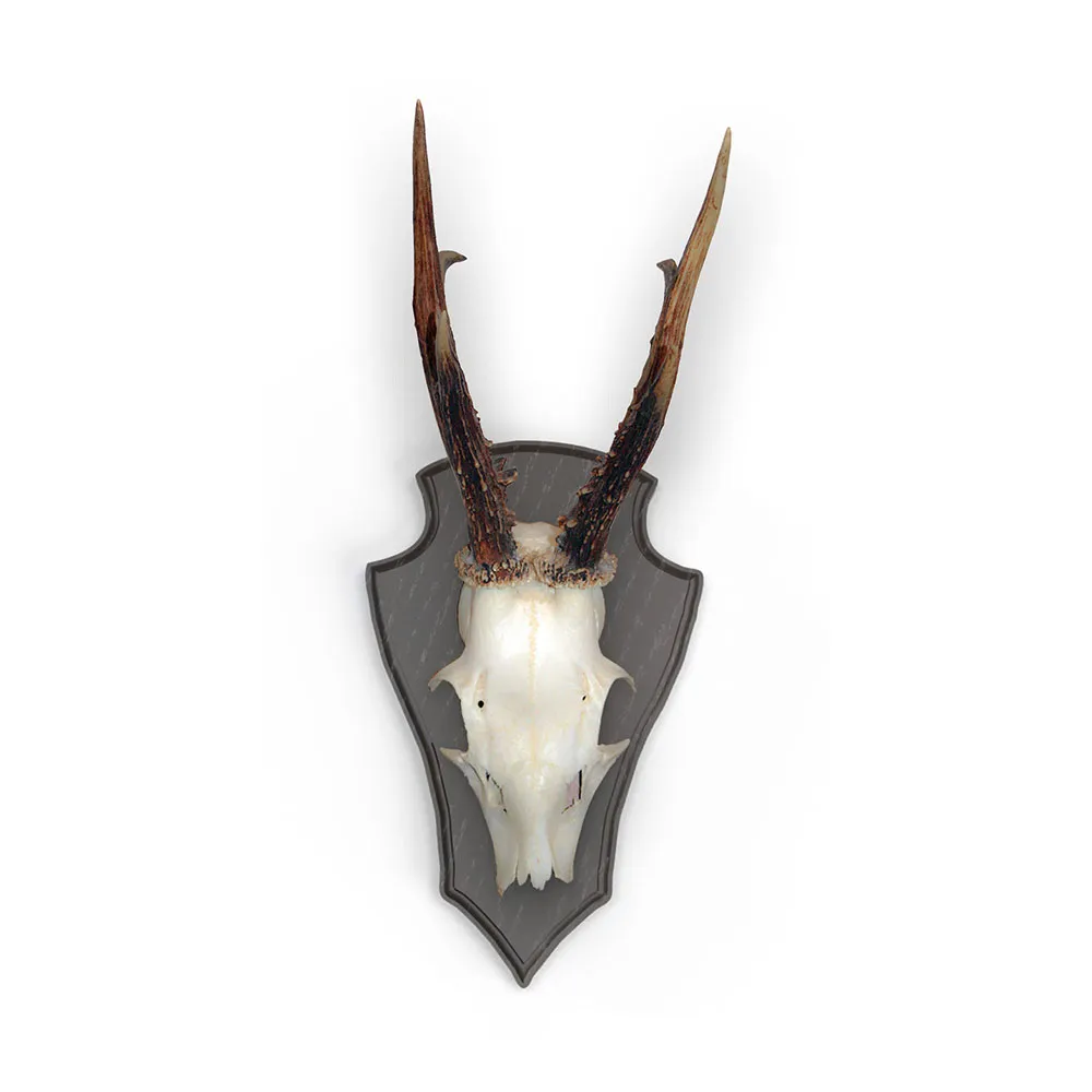 Купить Eurohunt X-560805 Дубовая табличка для трофеев оленя 2 с пластиковыми зажимами 10 Единицы Dark 19x12 cm Hunt 7ft.ru в интернет магазине Семь Футов