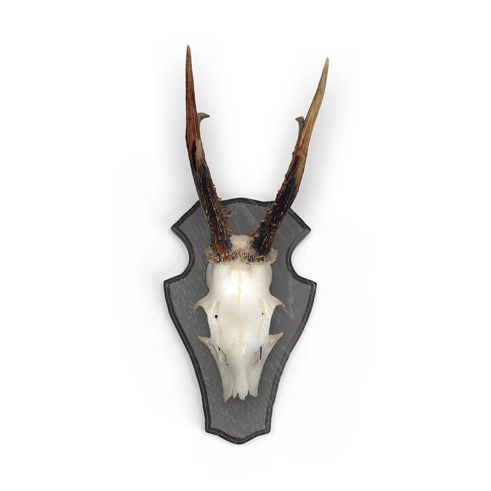Купить Eurohunt V-560800-M Дубовая доска для трофеев оленя 1 с металлическими зажимами 5 Единицы Dark 19x12 cm Hunt 7ft.ru в интернет магазине Семь Футов