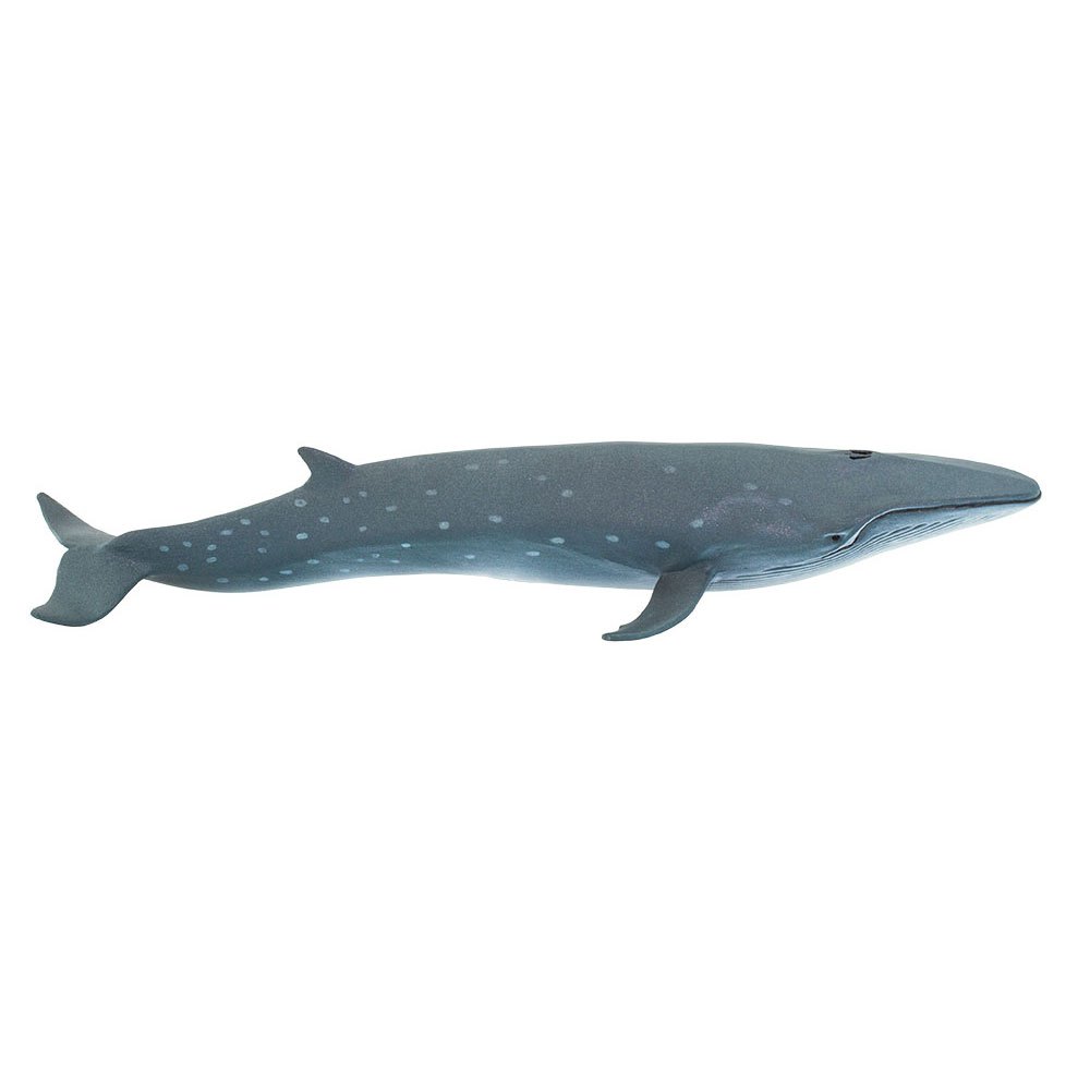 Купить Safari ltd S100098 Sei Whale Фигура Голубой  Grey From 3 Years  7ft.ru в интернет магазине Семь Футов