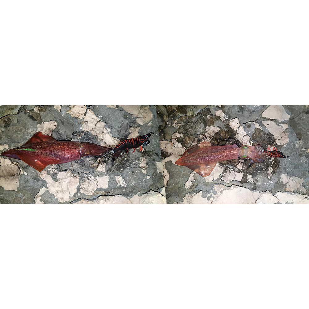 Купить DTD 20515-G Red Shrimp 3.0 Кальмар 96 Mm 14.3g Многоцветный Green 7ft.ru в интернет магазине Семь Футов