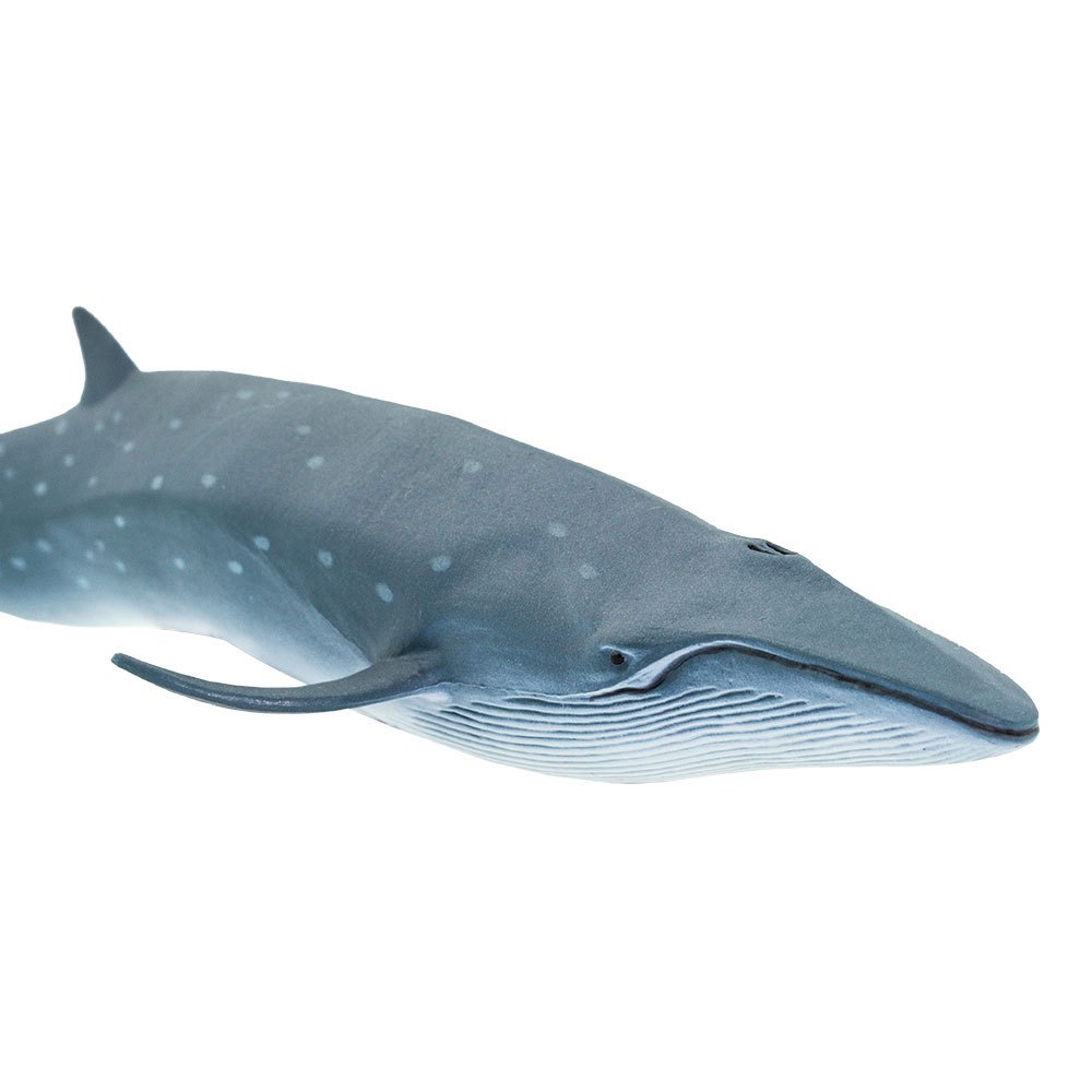 Купить Safari ltd S100098 Sei Whale Фигура Голубой  Grey From 3 Years  7ft.ru в интернет магазине Семь Футов