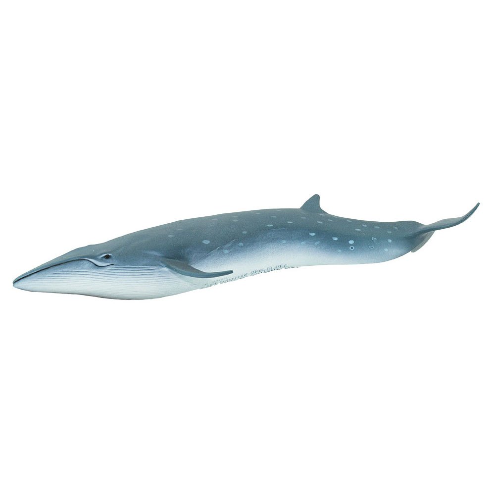 Купить Safari ltd S100098 Sei Whale Фигура Голубой  Grey From 3 Years  7ft.ru в интернет магазине Семь Футов